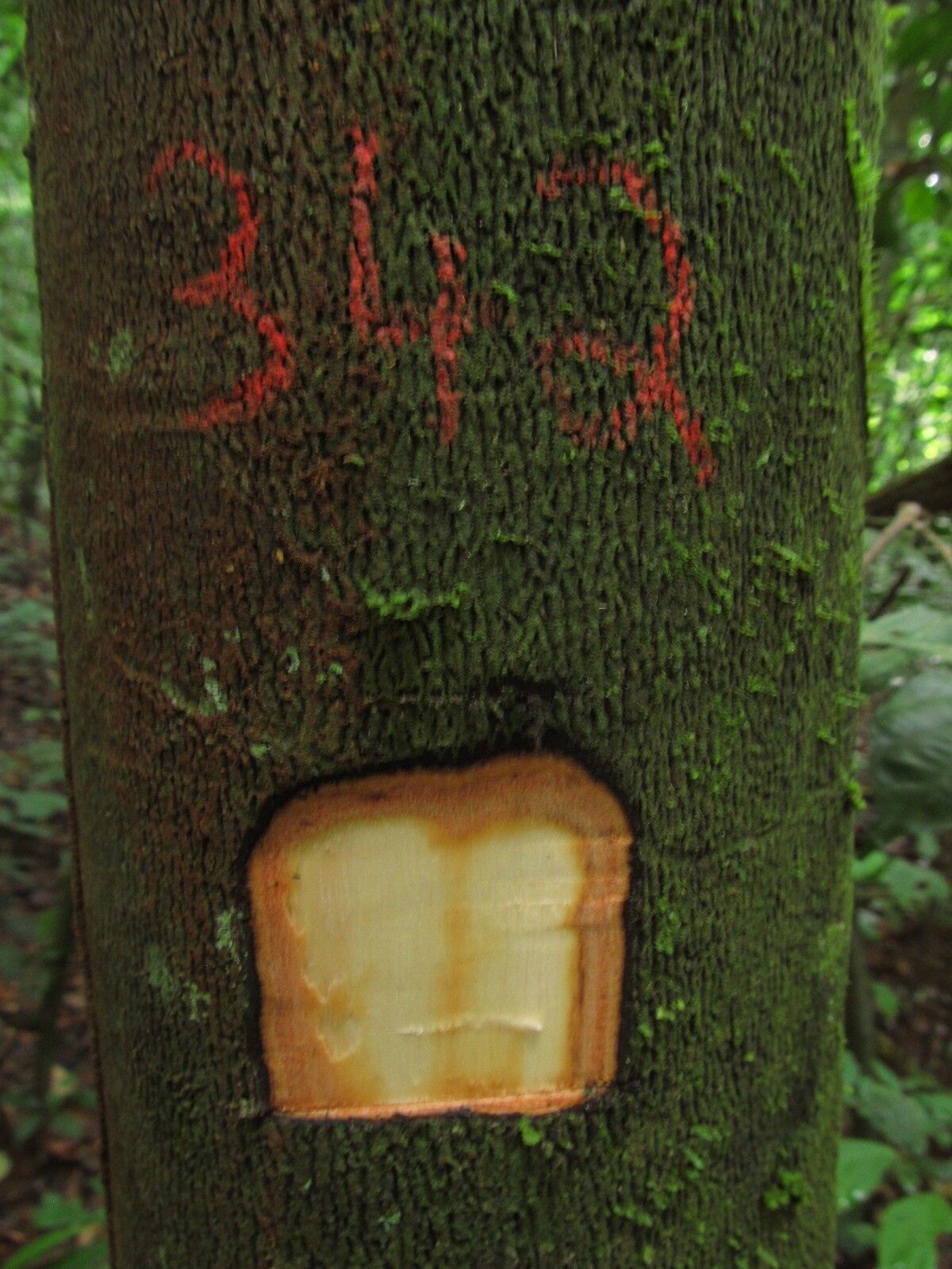 Diospyros fragrans — houseplant care guide