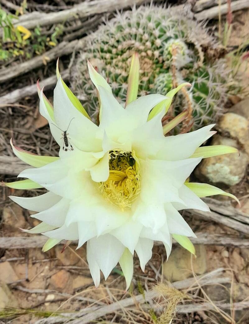Echinopsis mamillosa — search result for 'Echinopsis'