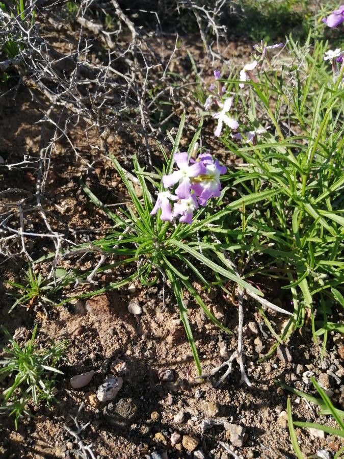 Matthiola bolleana