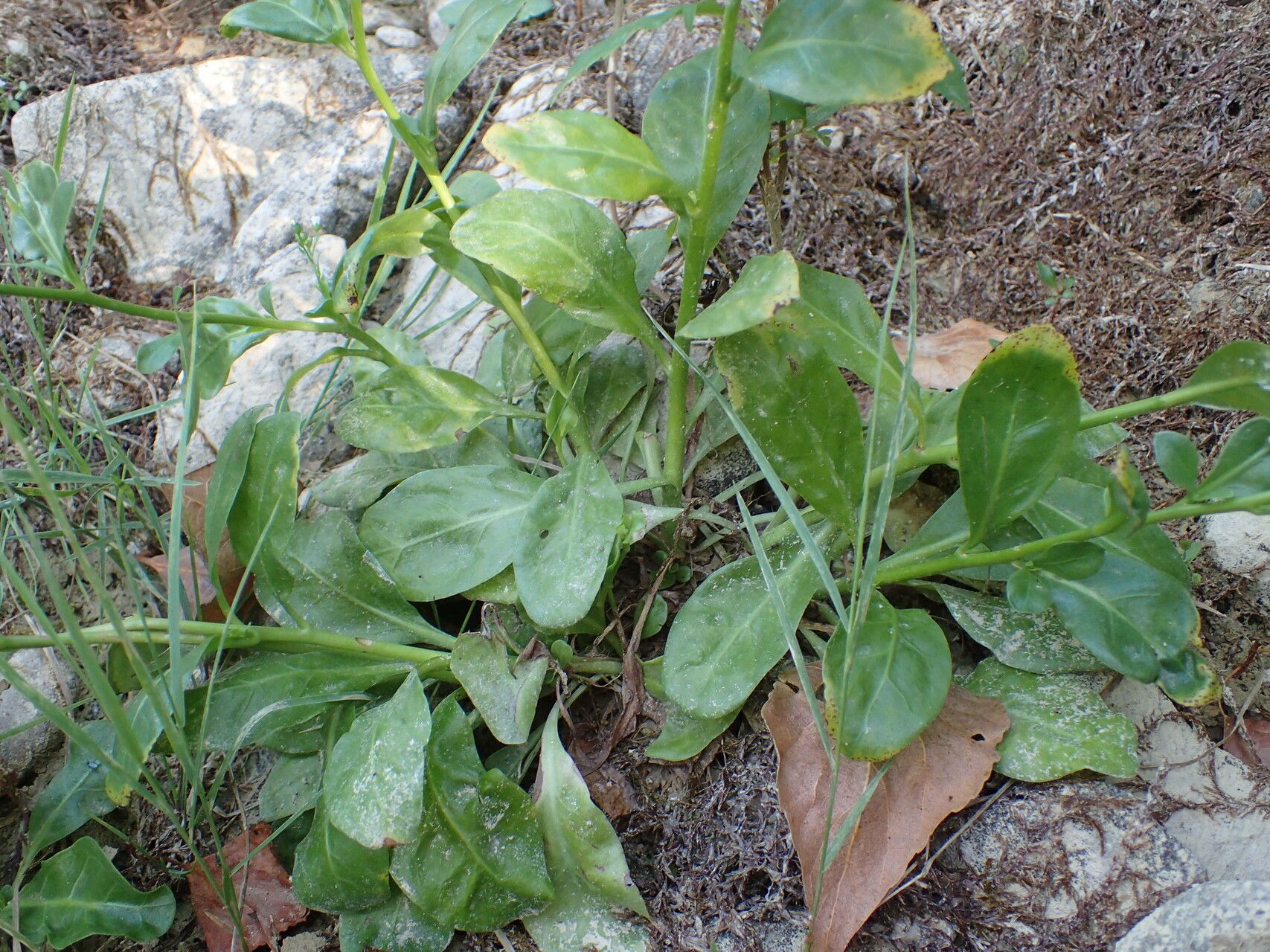 Samolus valerandi leaf