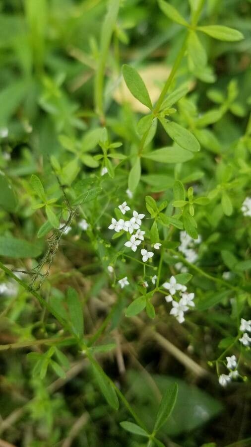 Galium obtusum flower