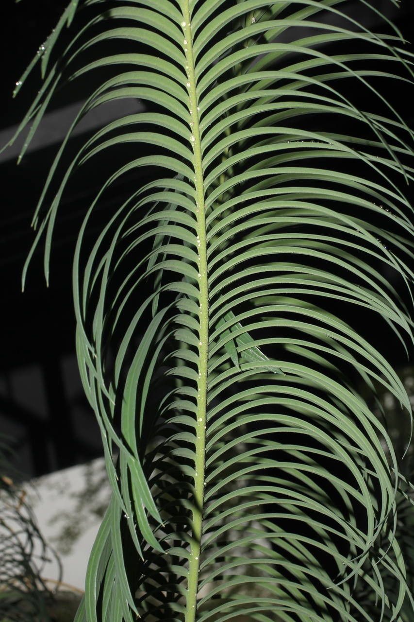 Cycas siamensis habit
