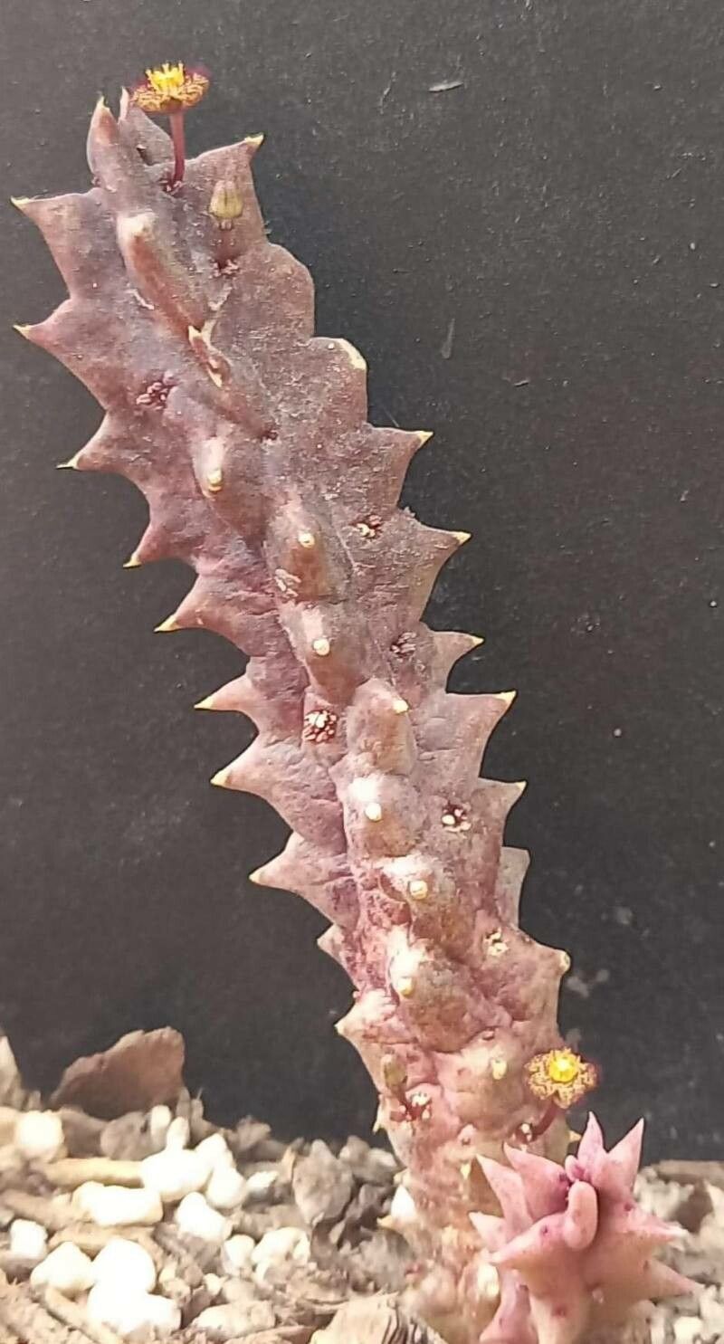 Quaqua arida — related species from the same genus