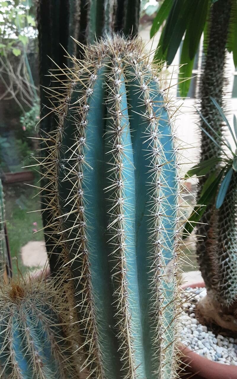 Pilosocereus machrisii bark