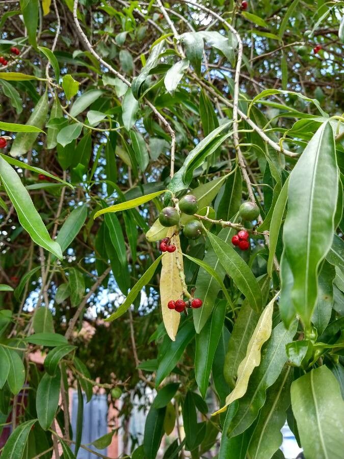 Sapium haematospermum fruit
