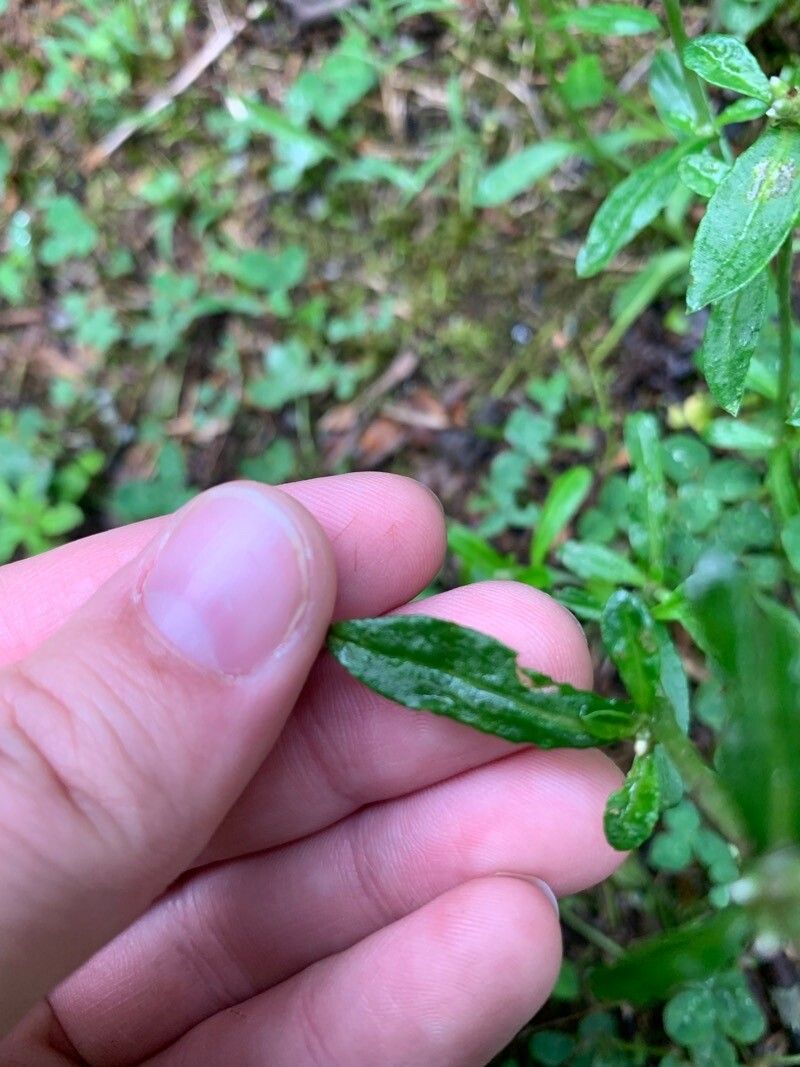 Gamochaeta coarctata leaf