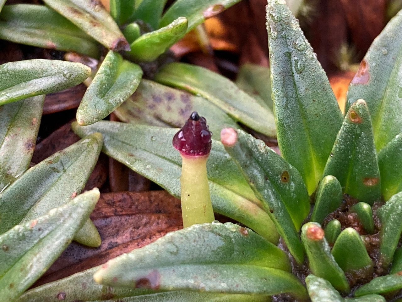 Plantago rigida fruit