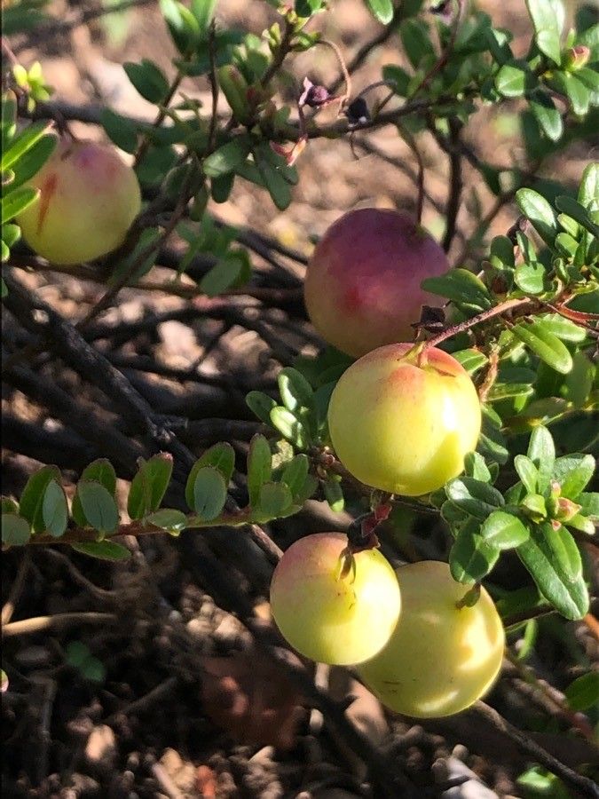Vaccinium macrocarpon fruit