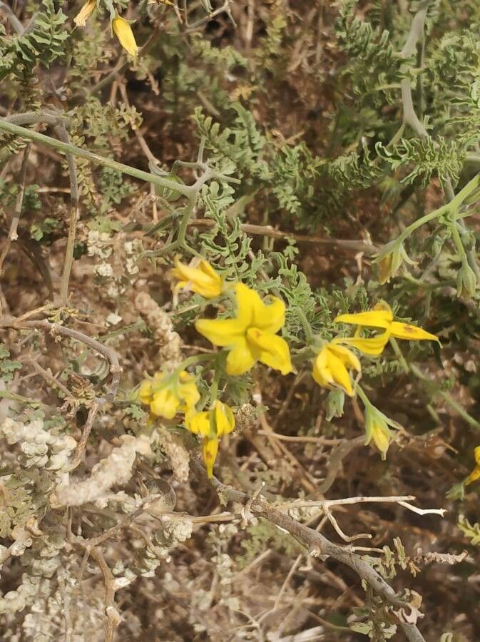 Solanum chilense flower
