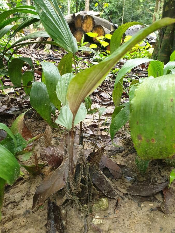 Peliosanthes teta habit