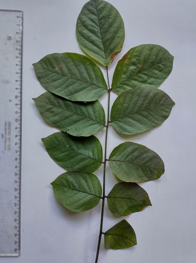 Centrolobium tomentosum leaf