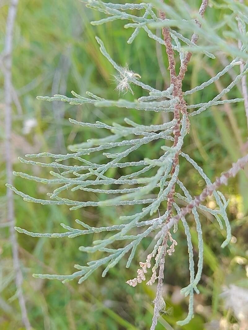 Tamarix florida — search result for 'Tamarix'