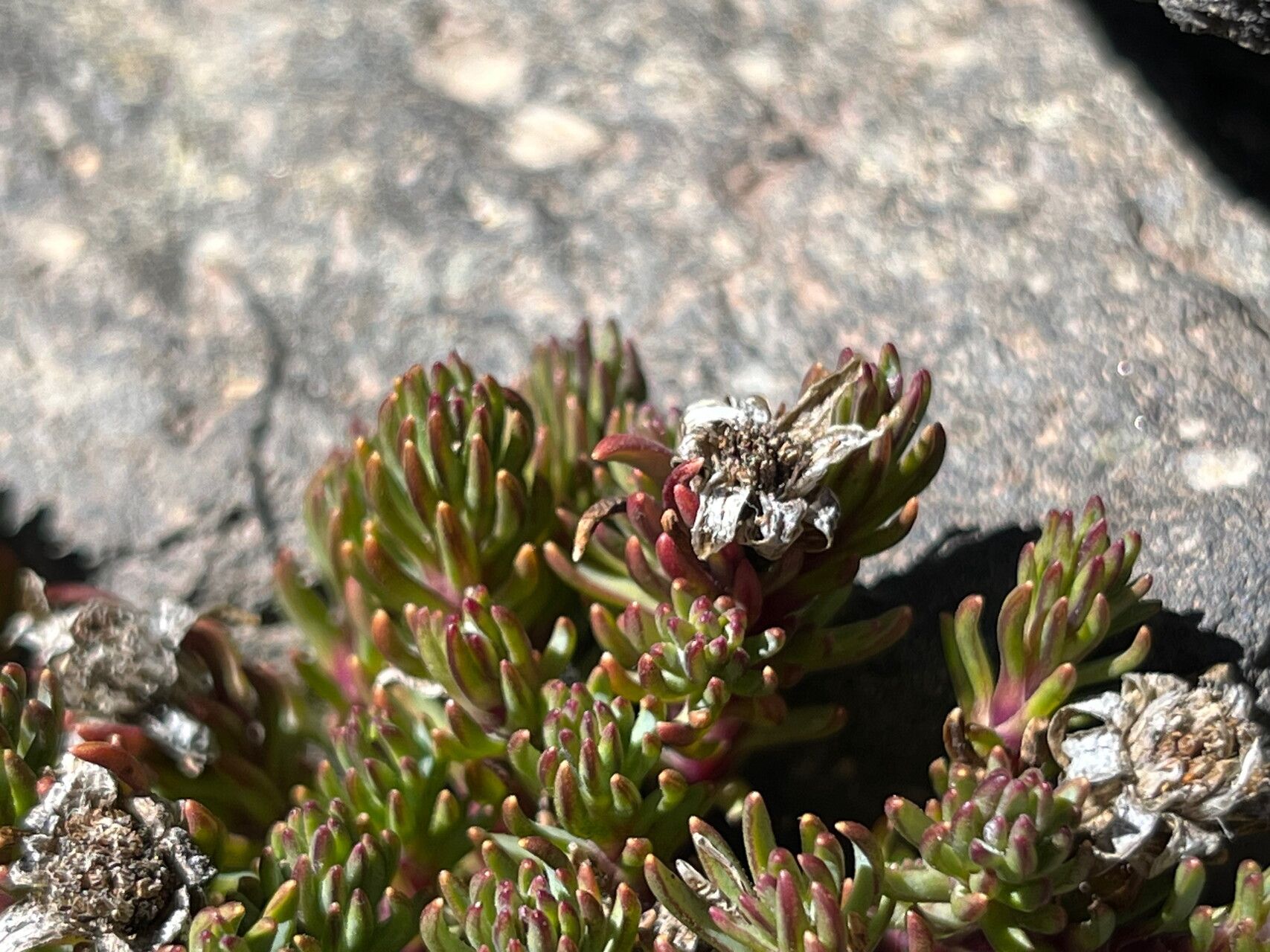 Werneria ciliolata leaf