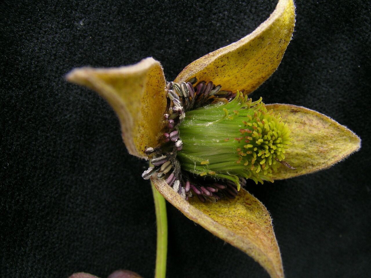 Clematis brevipes flower