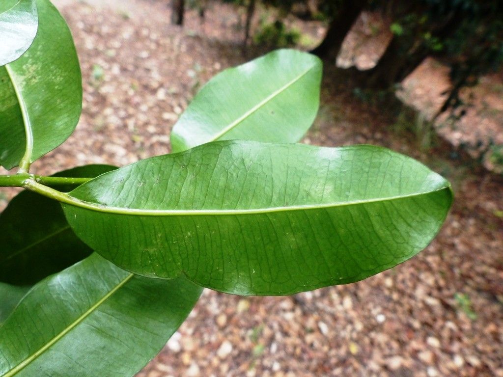 Syzygium pennelii leaf