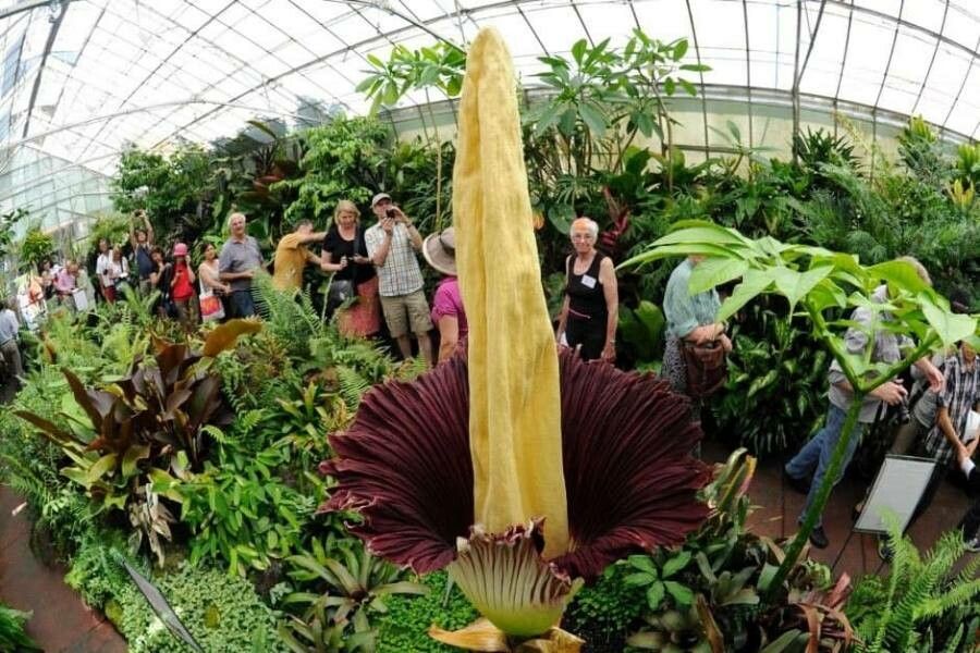 Amorphophallus titanum flower