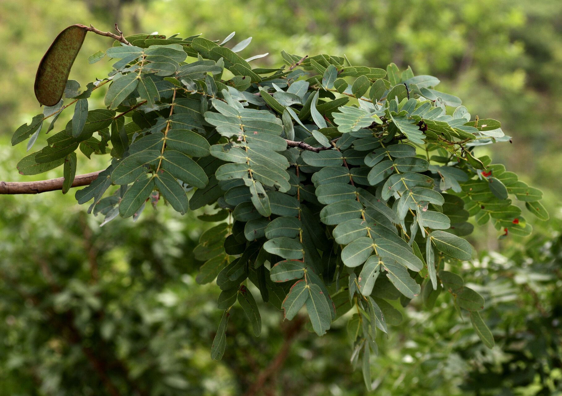 Brachystegia allenii — related species from the same genus