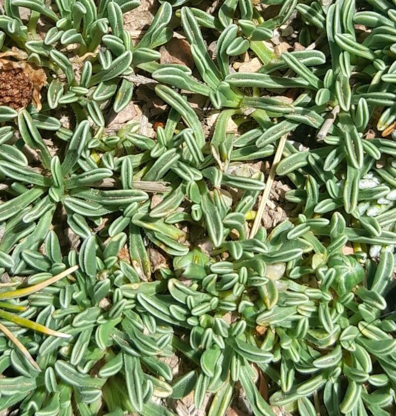 Werneria aretioides — related species from the same genus