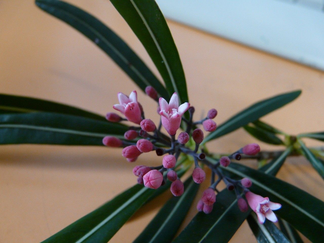 Psychotria ferdinandi-muelleri — search result for 'Psychotria'