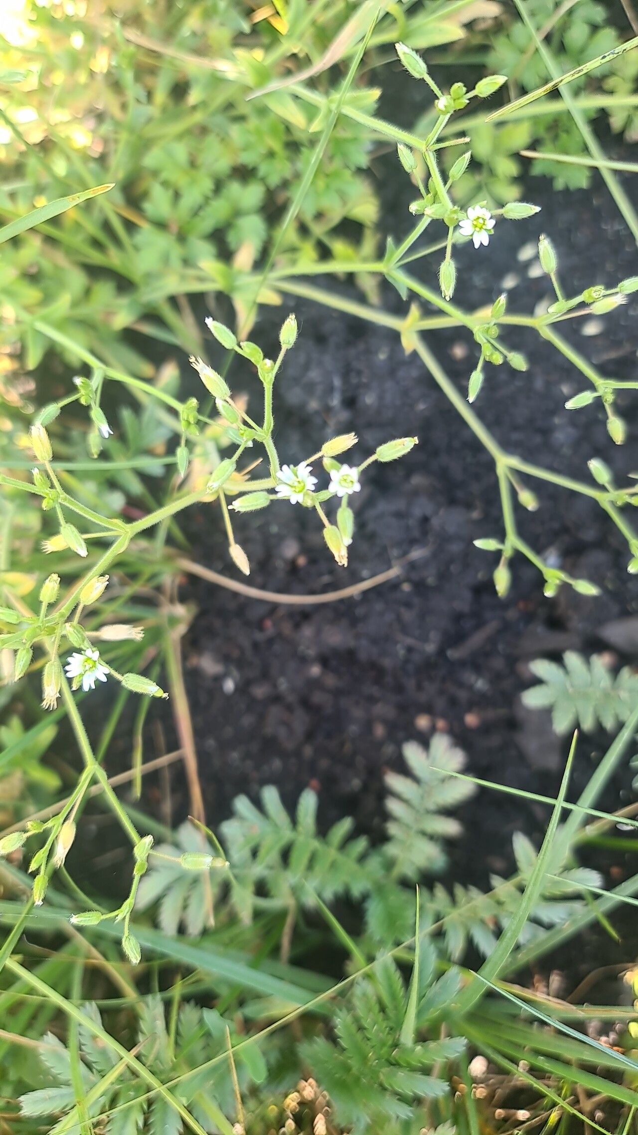 Cerastium nutans — search result for 'Cerastium'