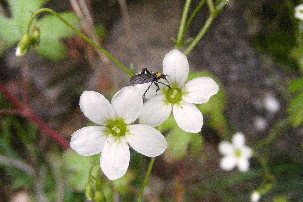 Saxifraga prostii flower