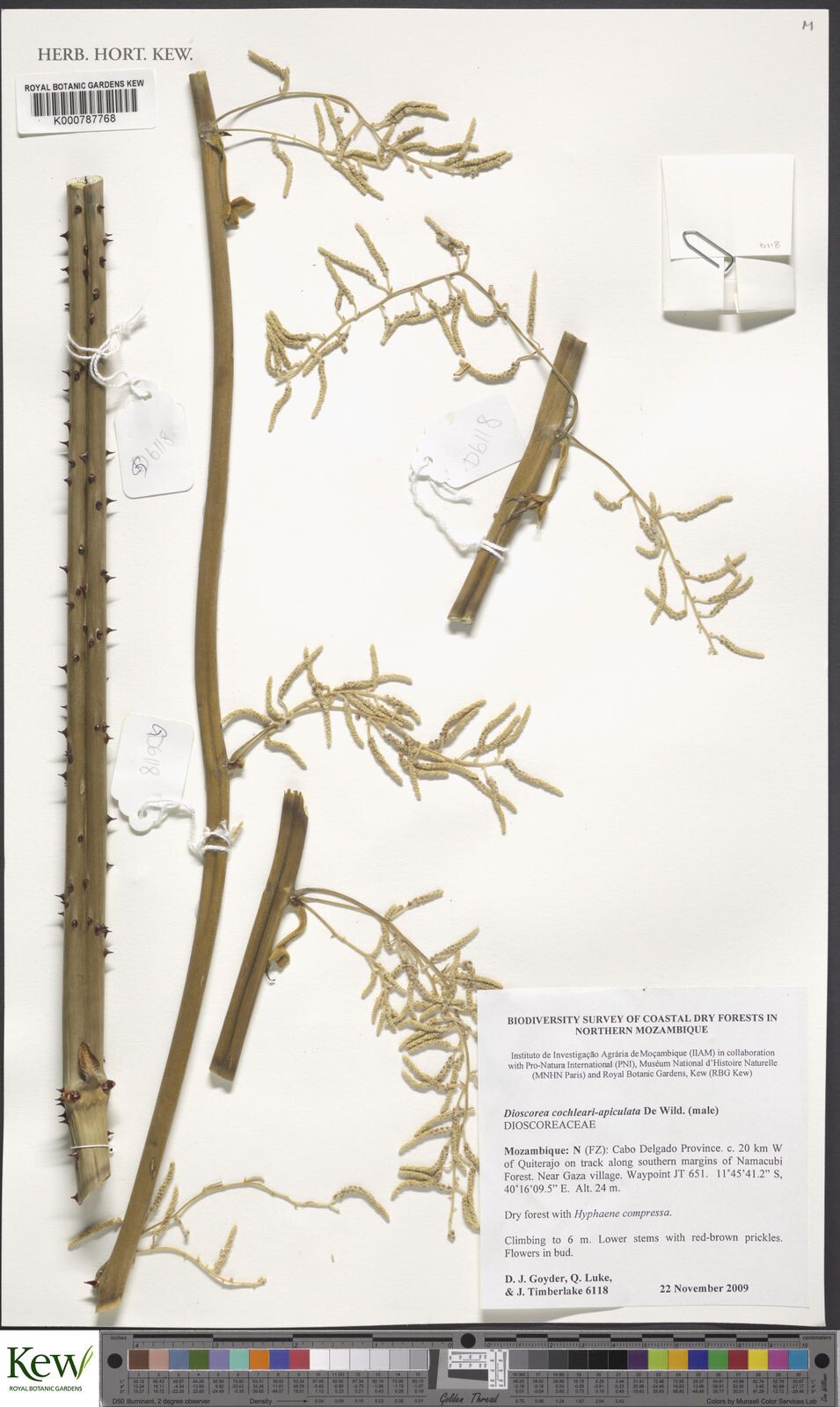 Dioscorea cochleariapiculata — houseplant care guide