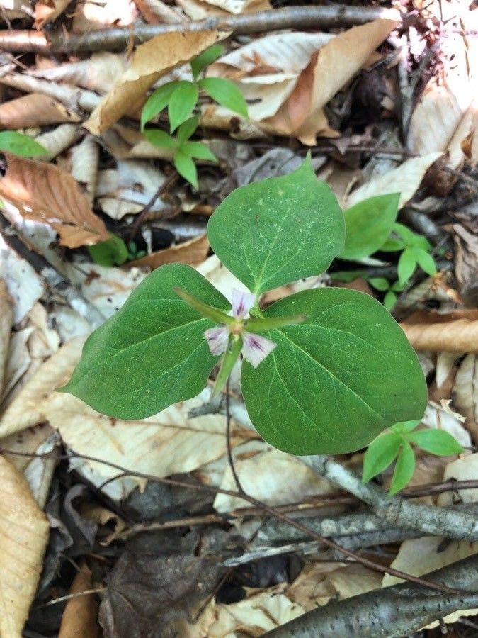 Trillium undulatum leaf