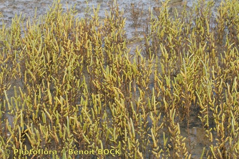 Salicornia stricta habit