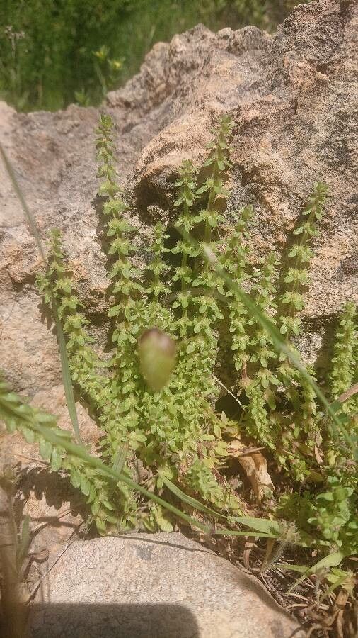 Valantia hispida leaf