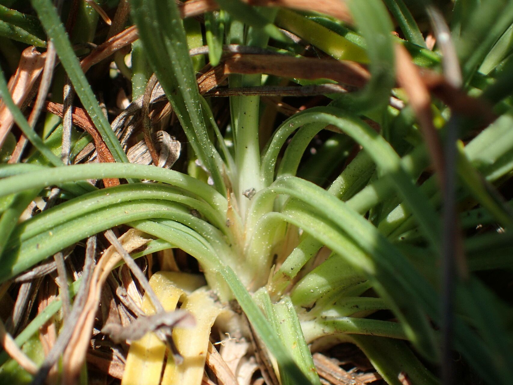 Armeria ruscinonensis — houseplant care guide