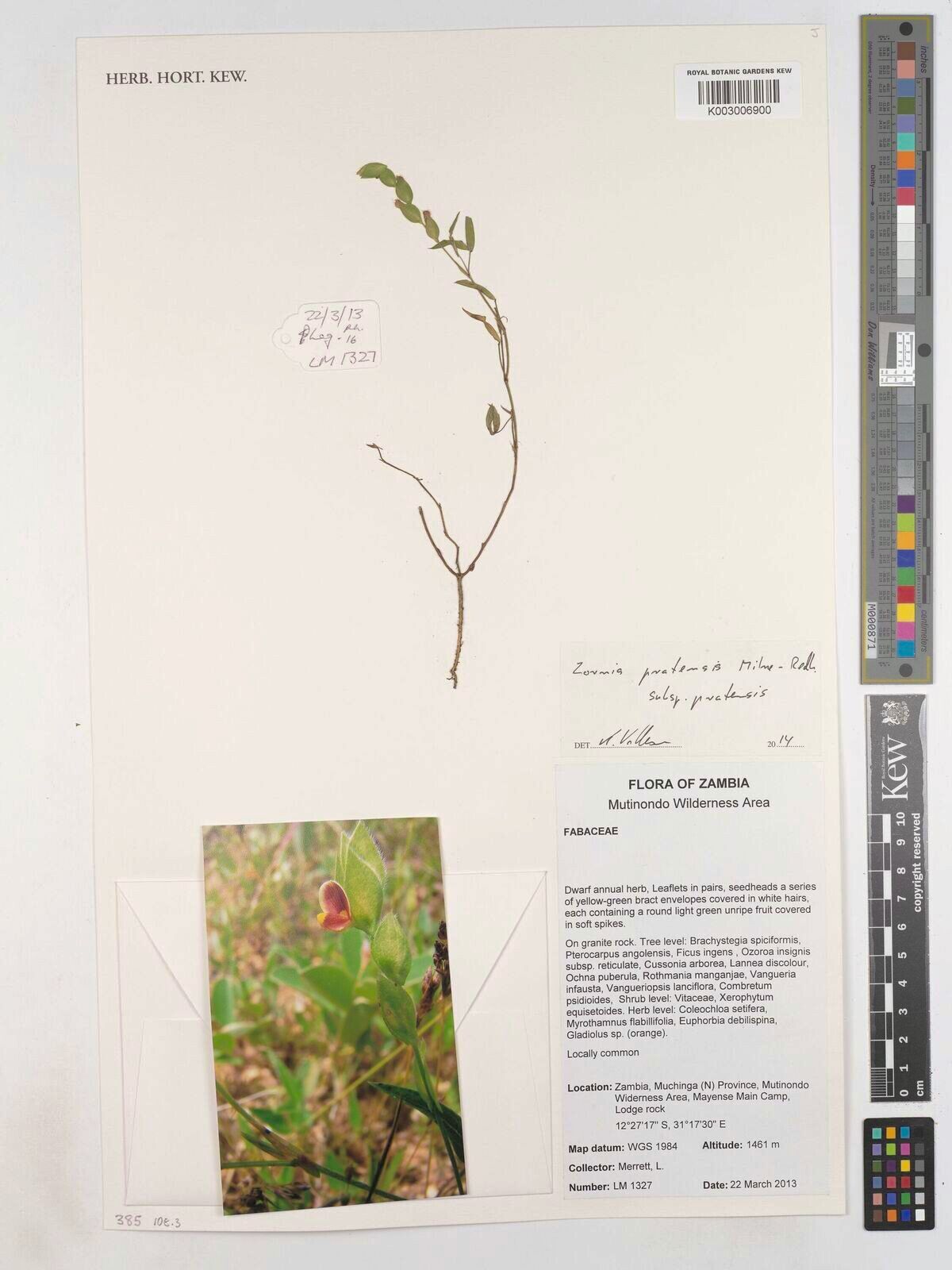 Zornia pratensis — houseplant care guide