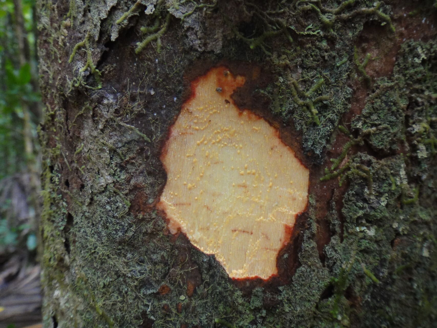 Garcinia virgata bark