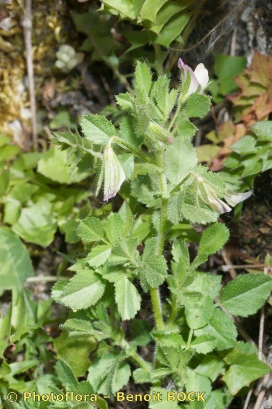 Ononis laxiflora habit