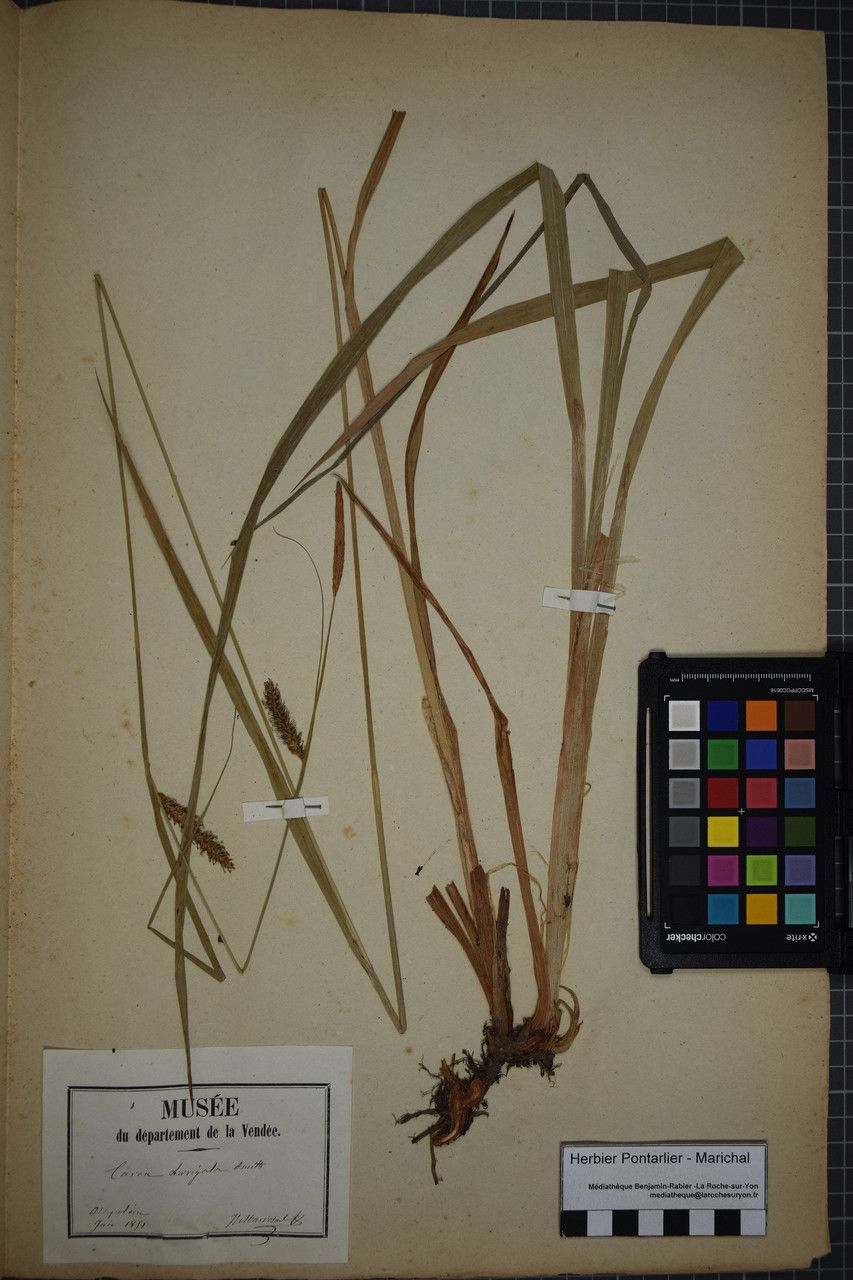 Carex microcarpa other