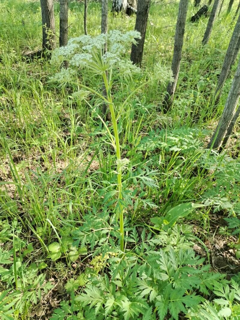 Pleurospermum uralense habit