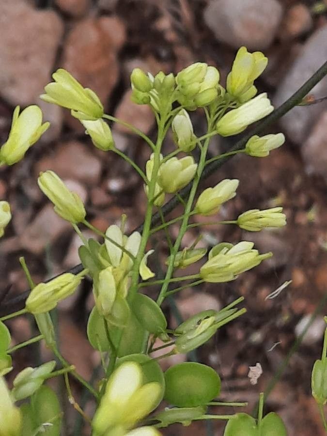 Biscutella laevigata flower