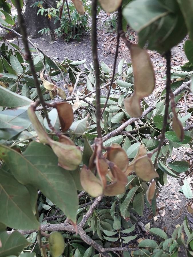 Philenoptera violacea fruit
