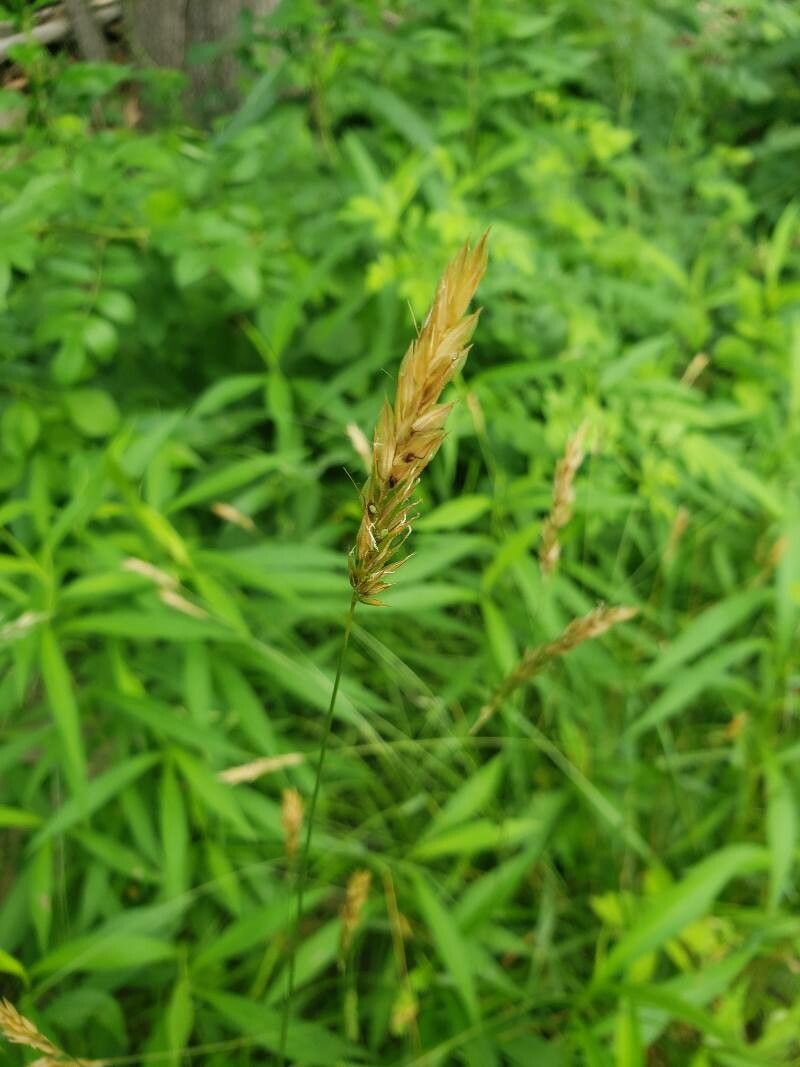 Anthoxanthum odoratum fruit