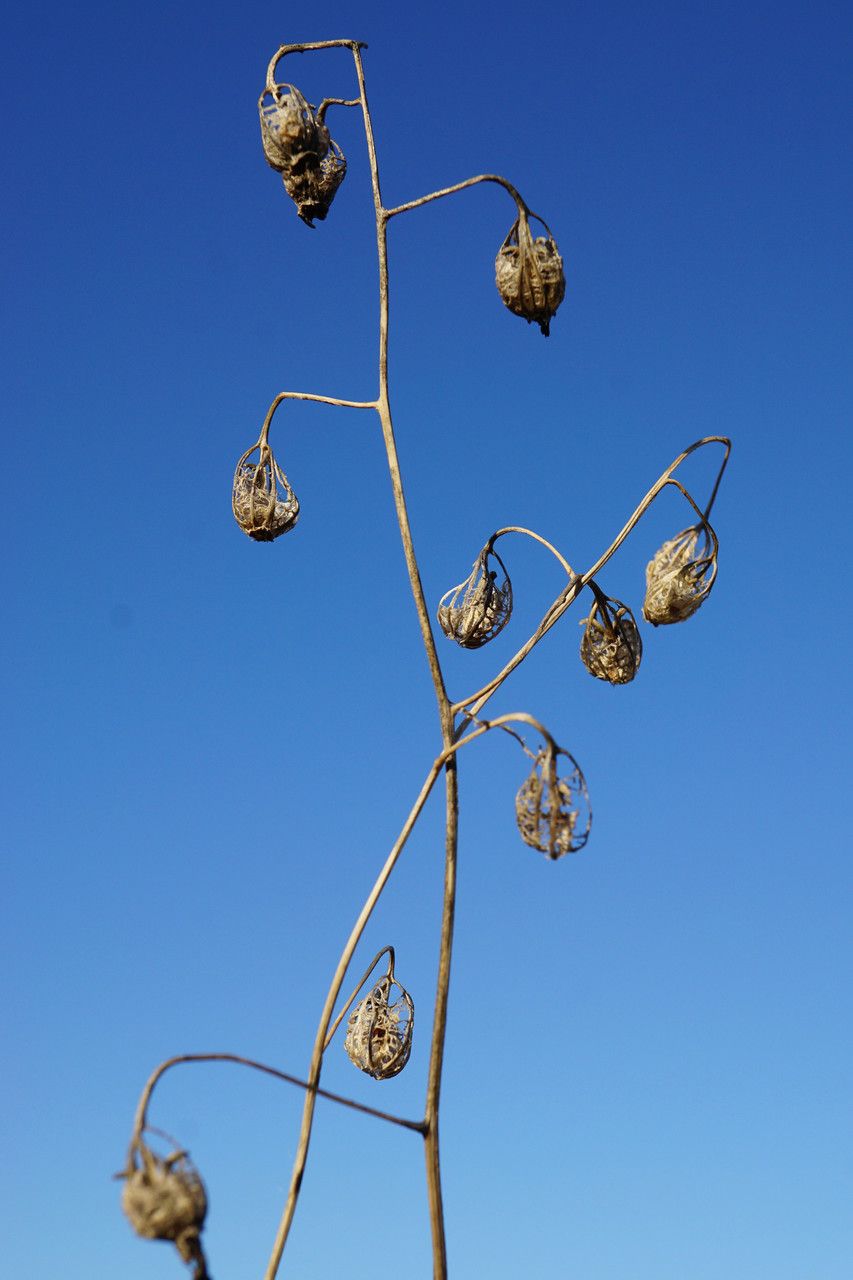 Adenophora liliifolia fruit