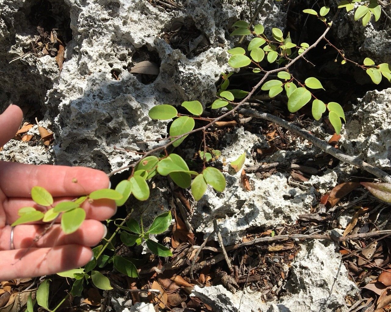 Phyllanthus caymanensis — houseplant care guide