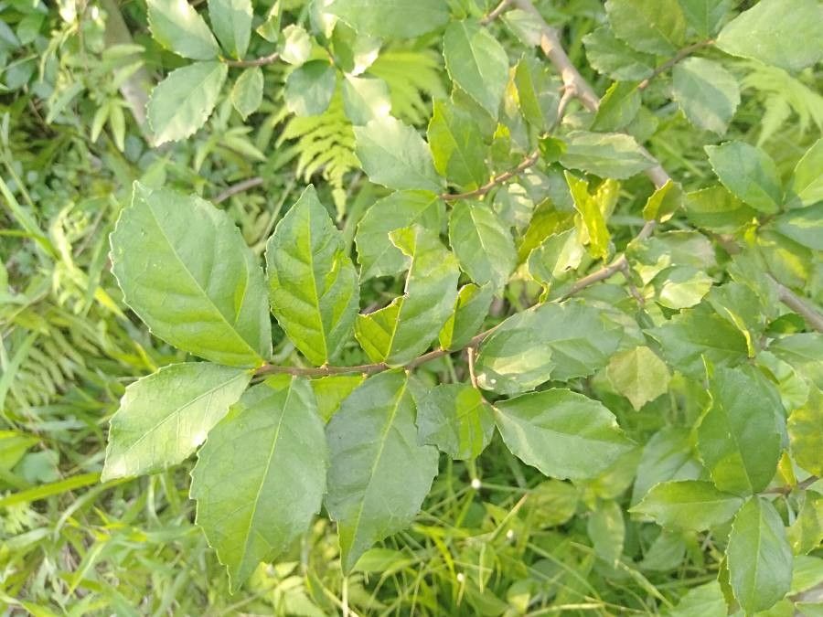 Commiphora mukul — search result for 'Burseraceae'