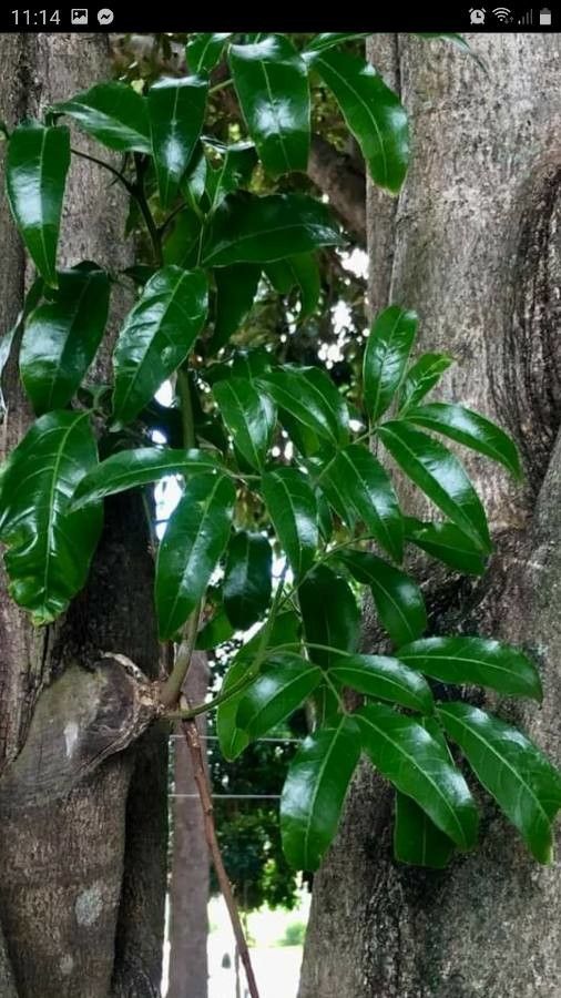 Diploglottis cunninghamii leaf