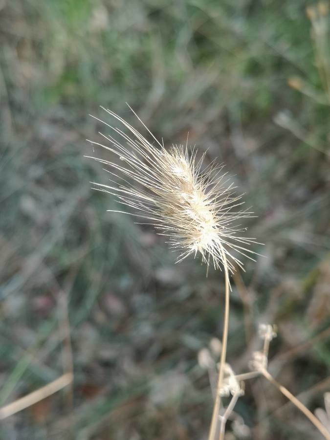 Cynosurus echinatus fruit