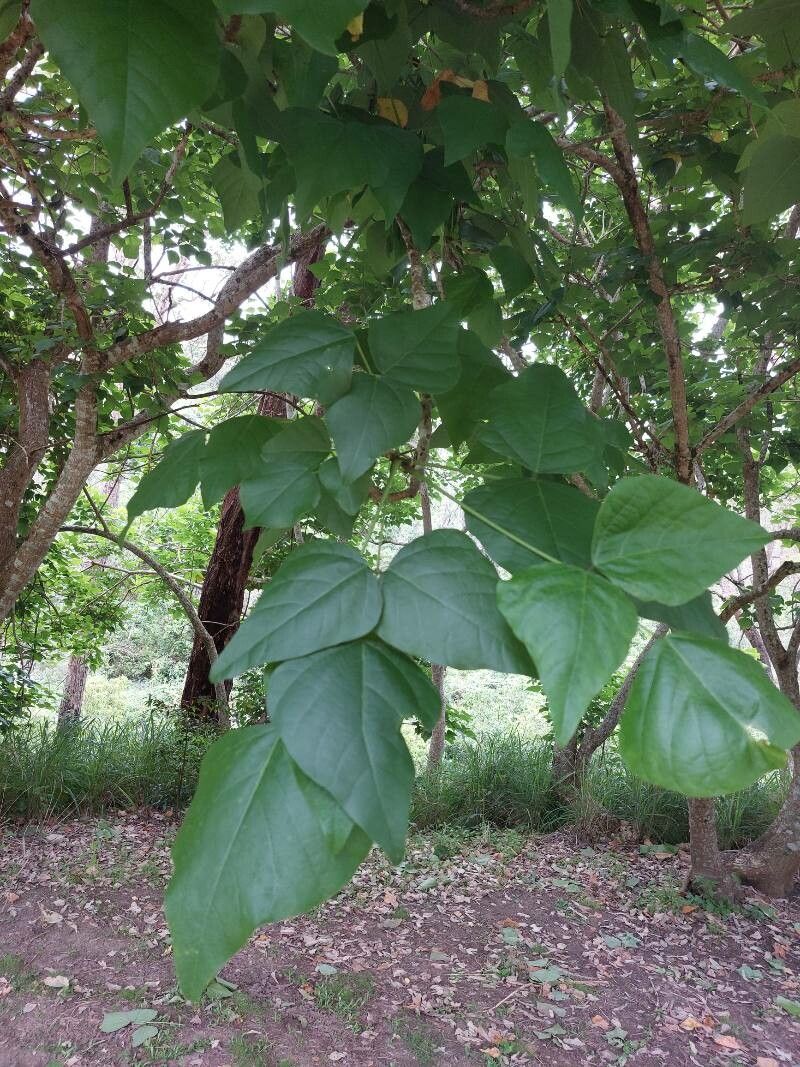 Erythrina amazonica leaf
