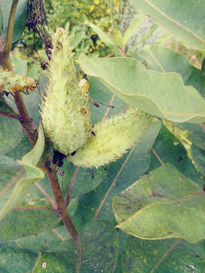 Asclepias latifolia fruit