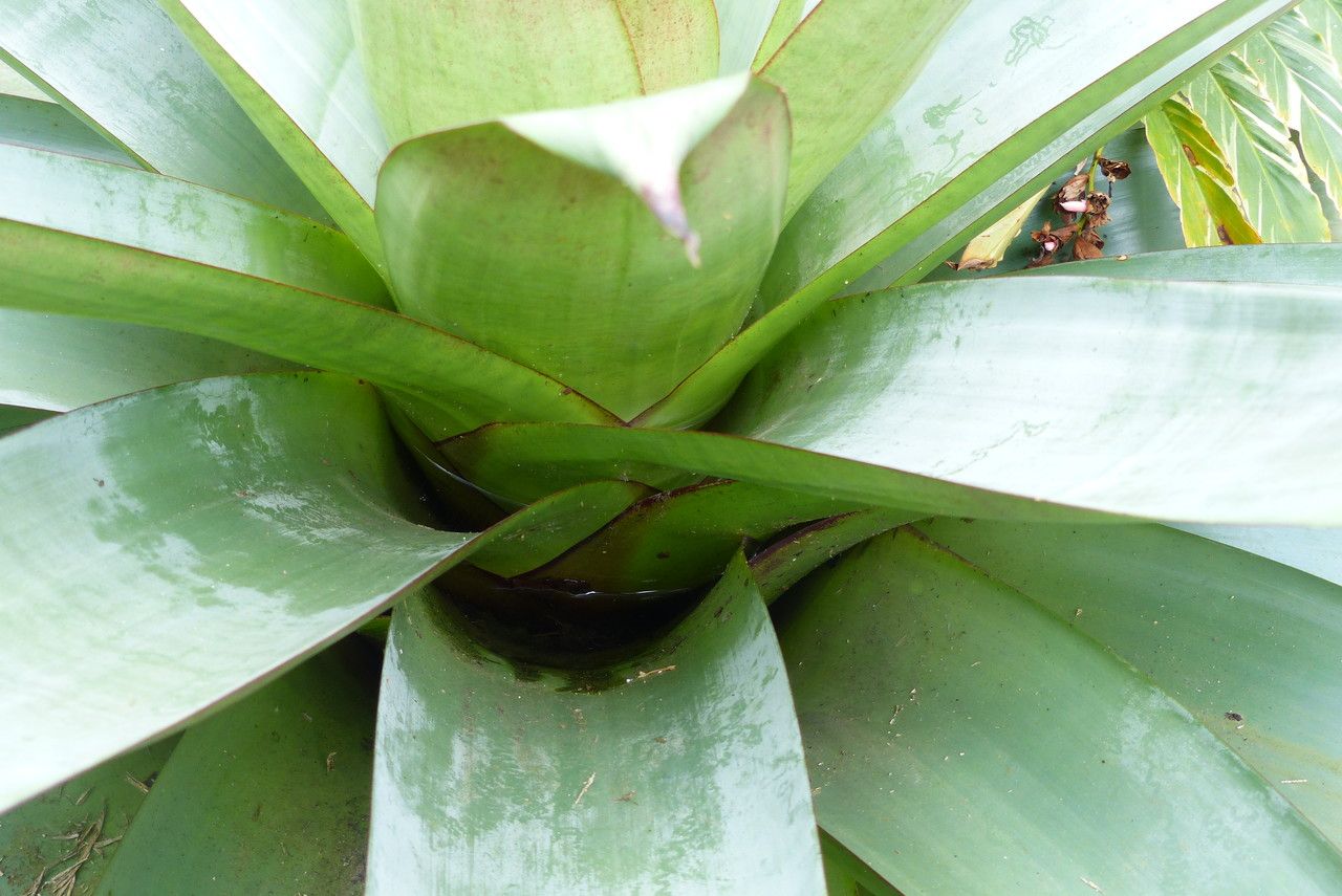 Vriesea heliconioides — search result for 'Belize'