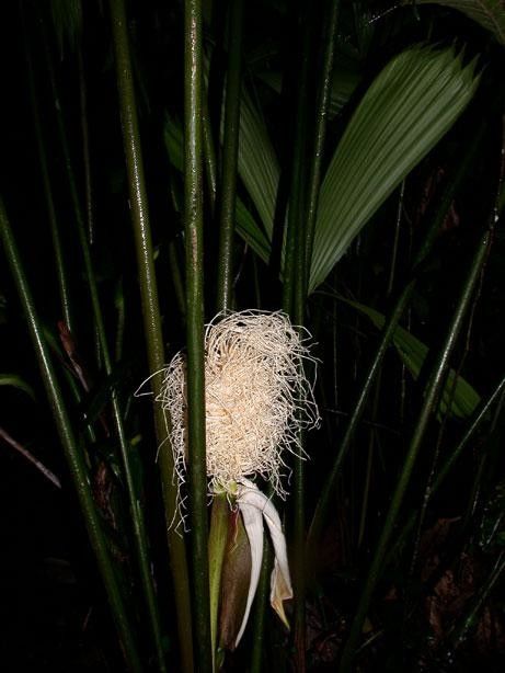 Carludovica sulcata fruit