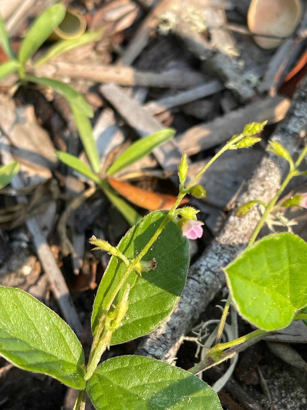 Teramnus repens flower