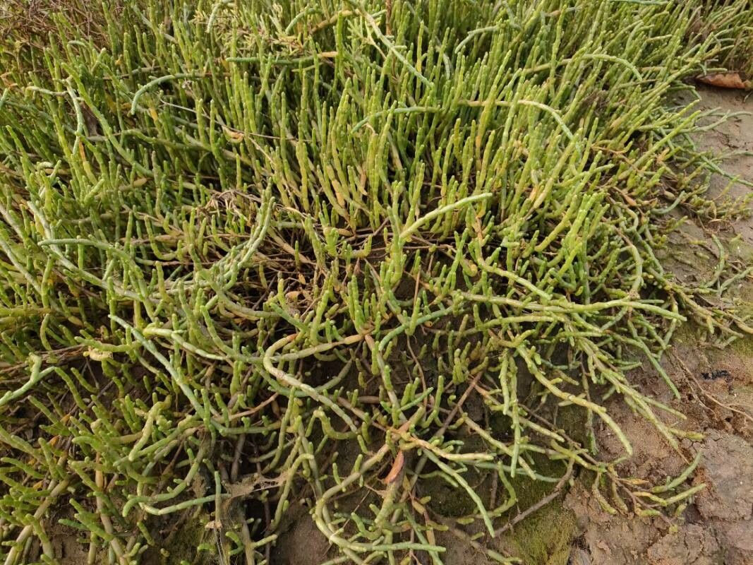 Sarcocornia perennis flower