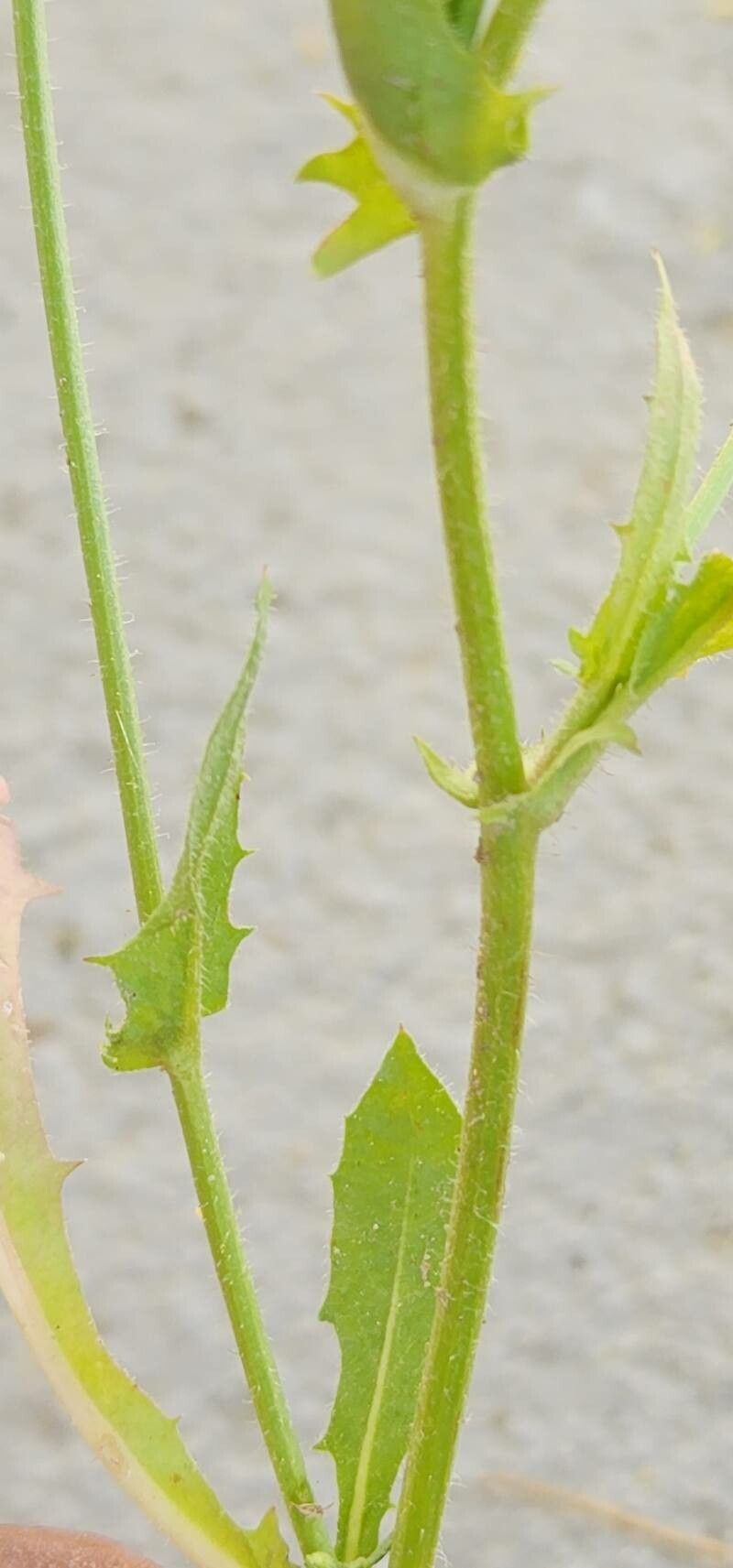 Crepis kotschyana bark